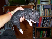 Pig vietnamita