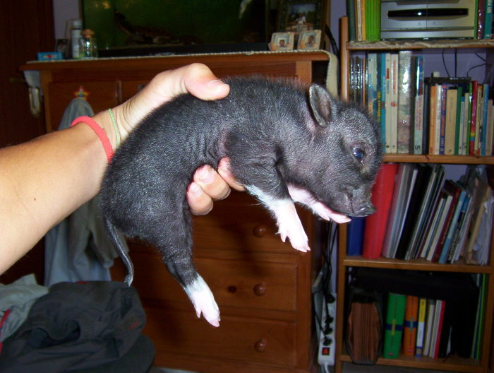 Pig vietnamita