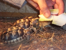 Marginata
