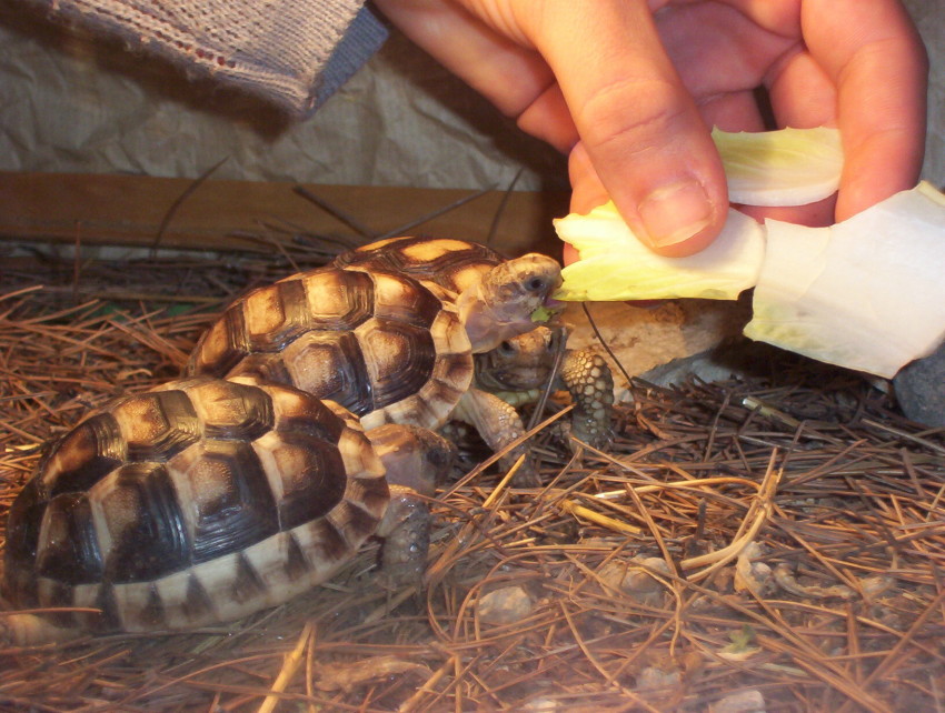 Marginata