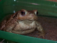 Bufo bufo