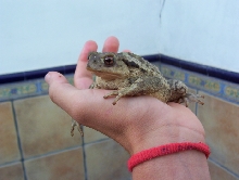 Bufo bufo