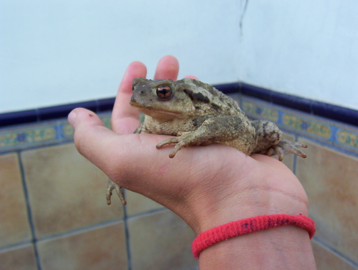Bufo bufo