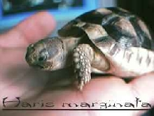 It is my testudo marginata