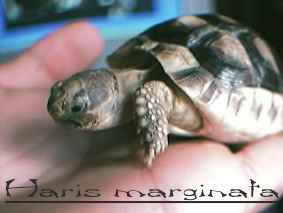 It is my testudo marginata