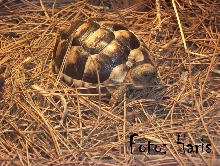 Marginata
