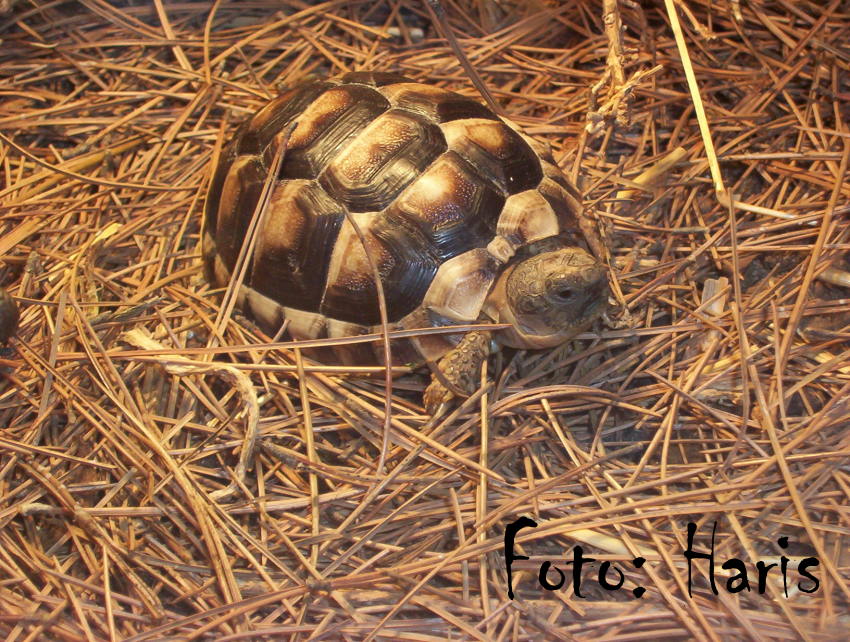 Marginata