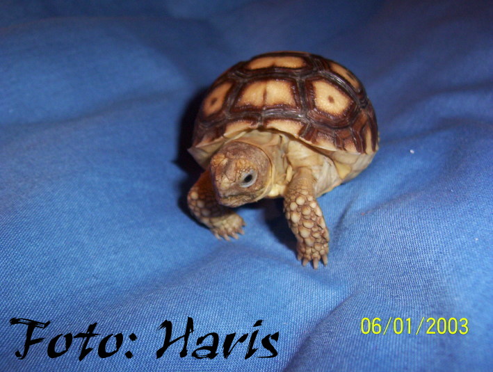 Geochelone sulcata