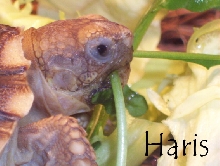 Sulcata Haris