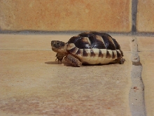 Testudo marginata