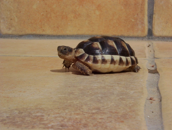 Testudo marginata
