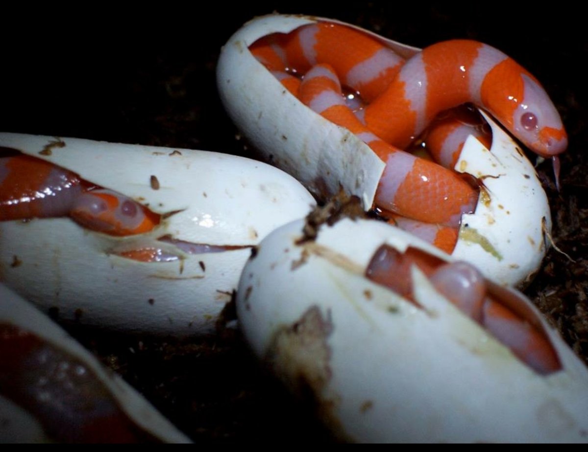 Albino Tangerine Honduran Milksnakes
