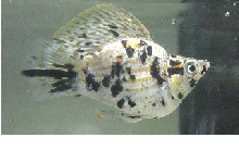 Bubble-Bellied Molly
