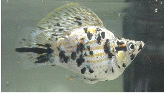 Bubble-Bellied Molly