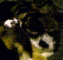 Little Foot and Gizmo