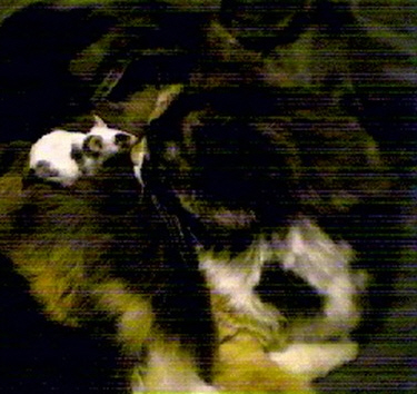Little Foot and Gizmo