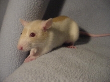 Little John
