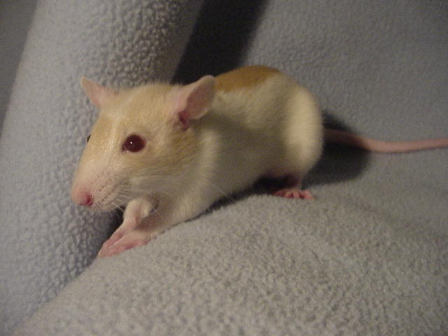 Little John