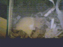 Big Mamma Feeding
