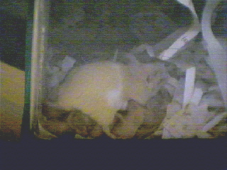 Big Mamma Feeding