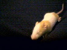 Sweet Pea