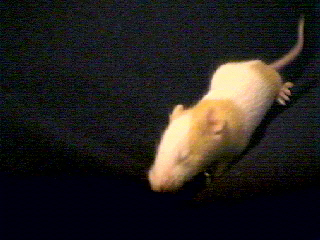 Sweet Pea