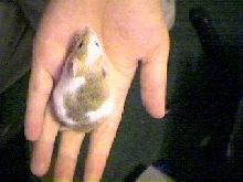 Petri