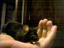 Snickers