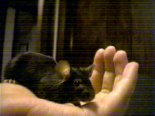 Snickers