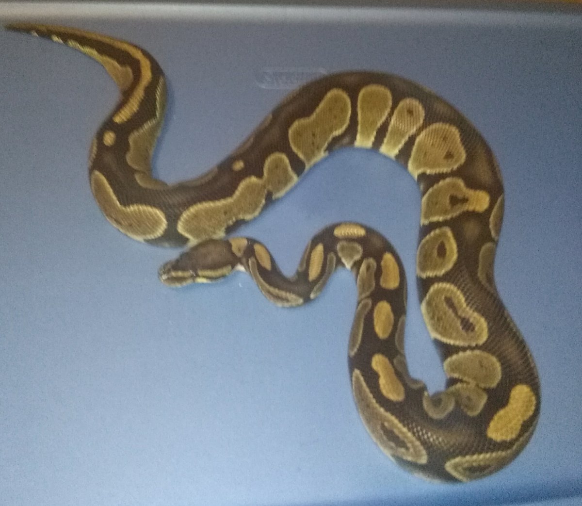 Possible Lace Black Back or Het Red Axanthic