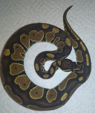 Possible Lace Black Back or Het Red Axanthic baby