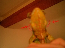 Gene's Jaw