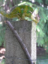 Climbin the fence1