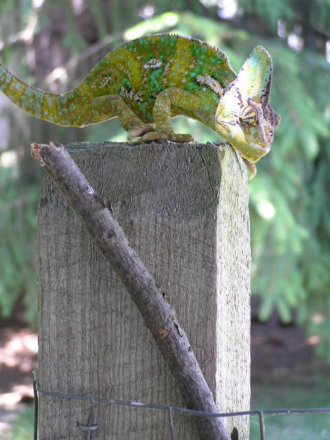 Climbin the fence1