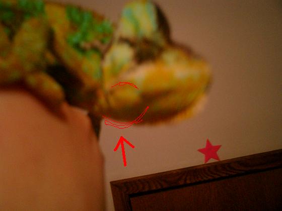 Gene's Jaw2