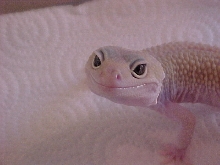 Houdini