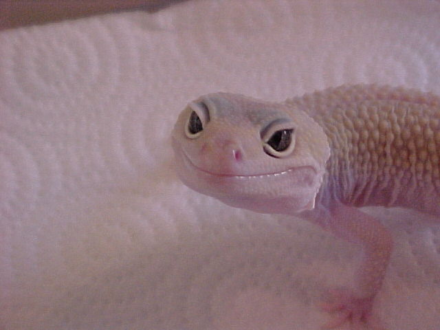 Houdini