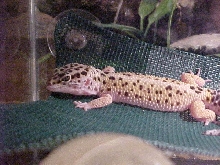 Kaz