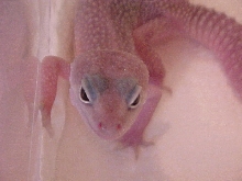 Aiko