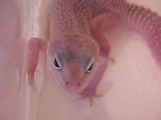 Aiko