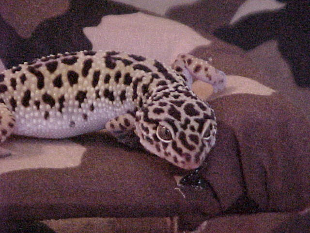 Model