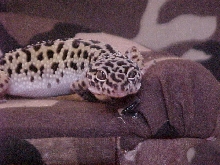MikaModel