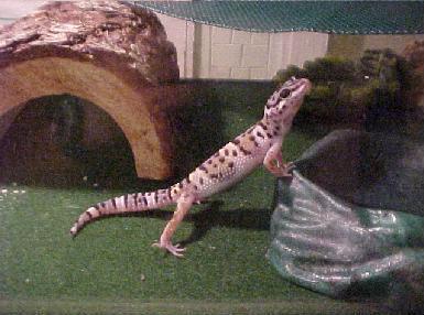 Stretch