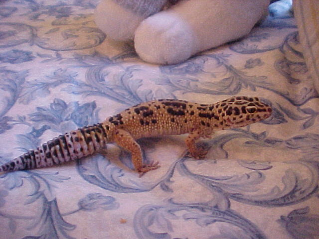 Reggie