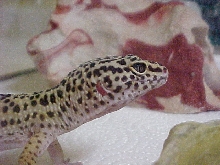 Nala
