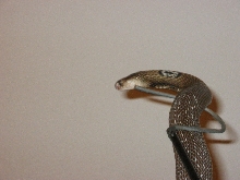 Monocled Cobra