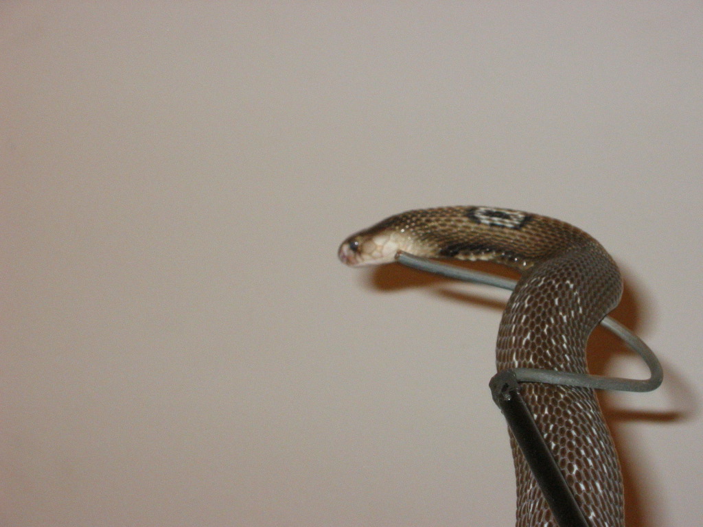Monocled Cobra