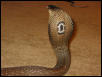 Monocled Cobra