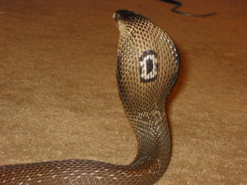 Monocled Cobra