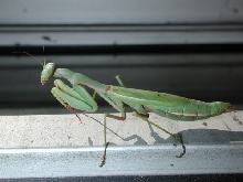 Possible Mediteranean Mantis (female)